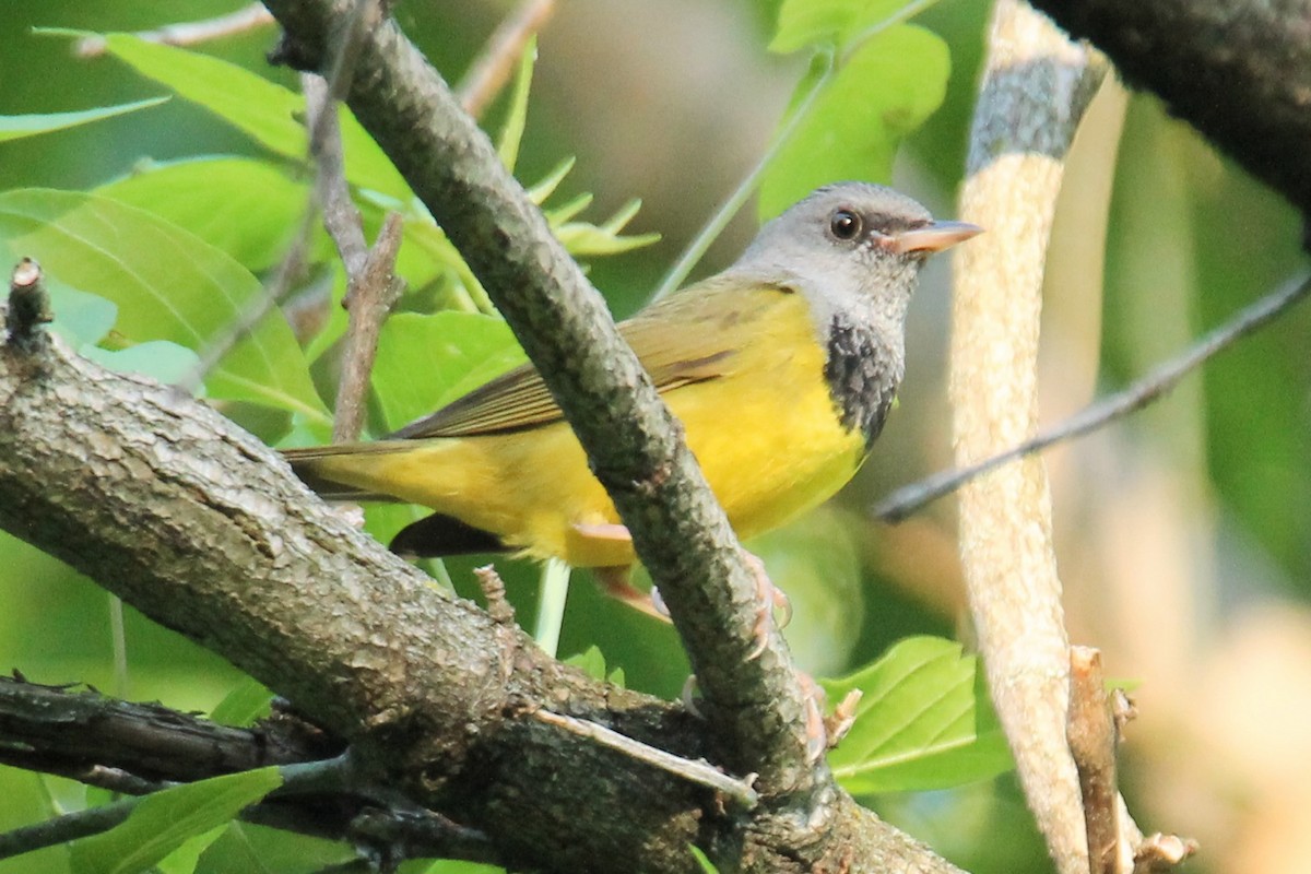 Mourning Warbler - Brian Kozak