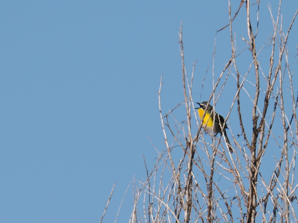 Yellow-breasted Chat - ML619305092
