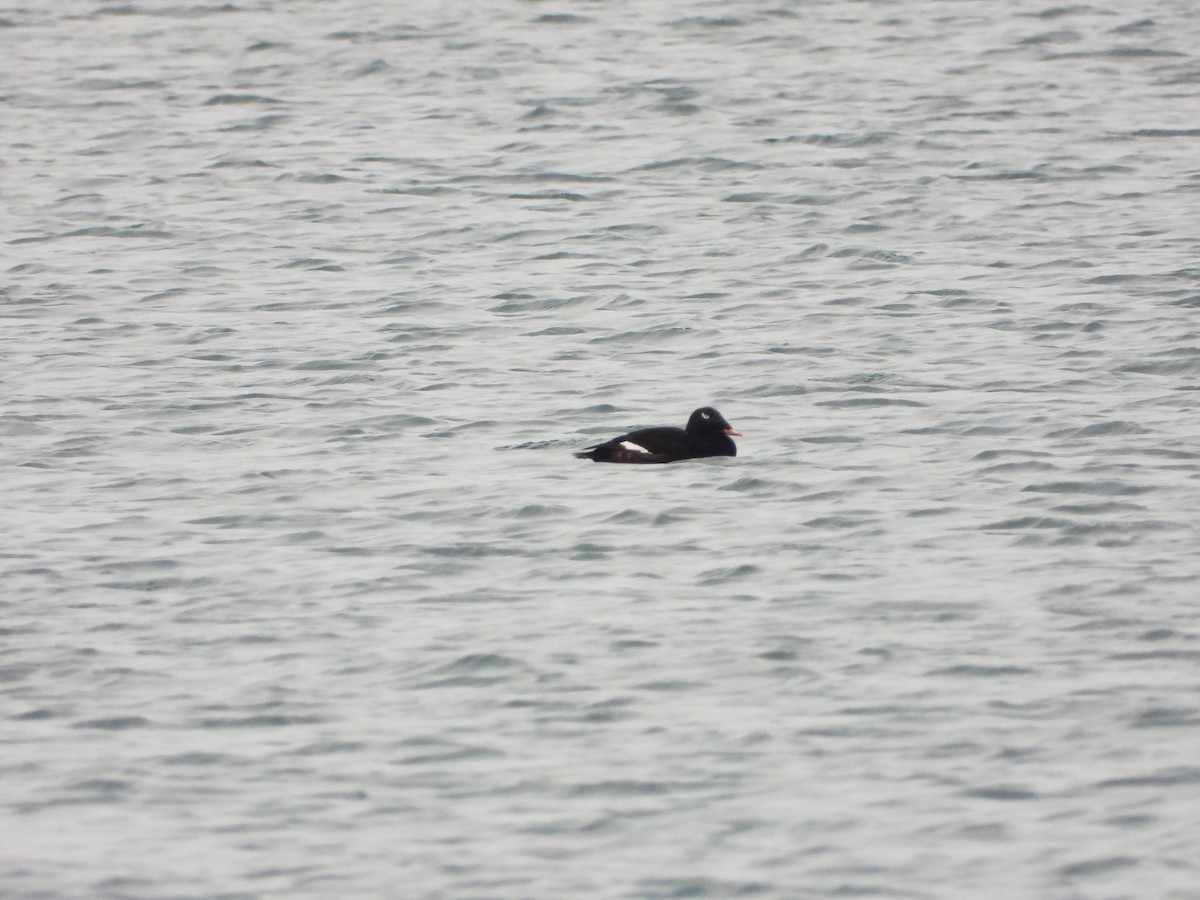 White-winged Scoter - Serge Benoit