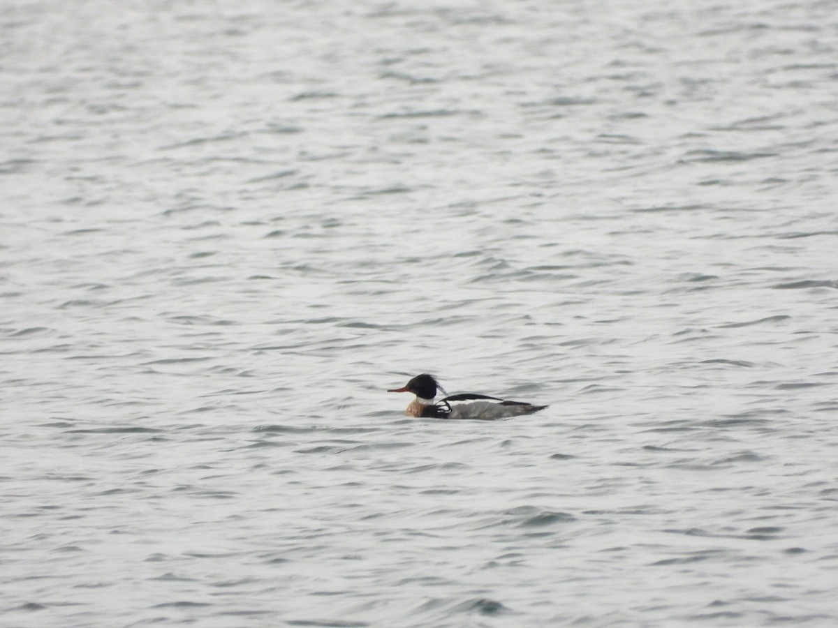 Red-breasted Merganser - Serge Benoit