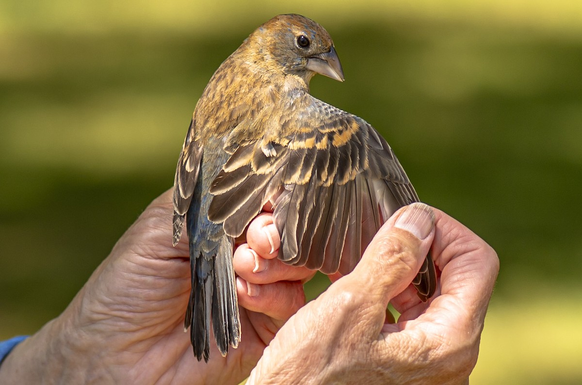 Blue Grosbeak - ML619305101