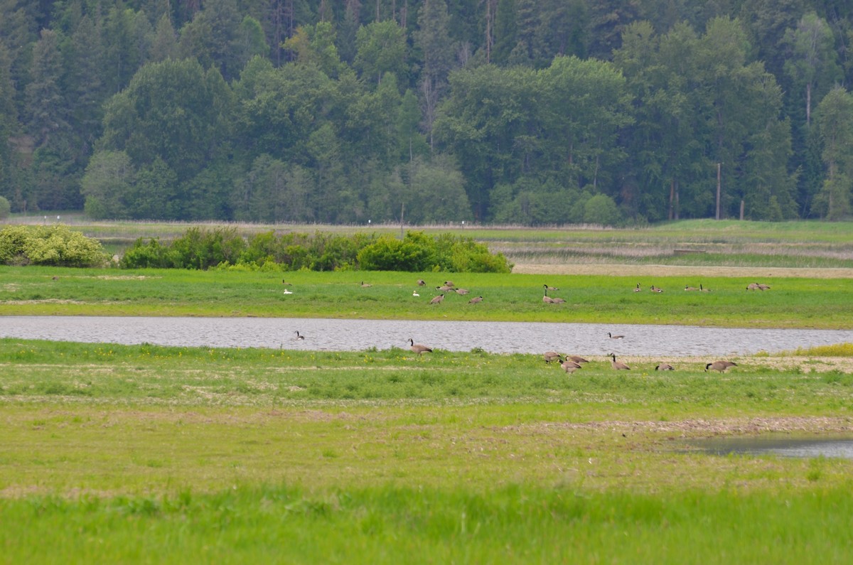 Snow Goose - ML619305103