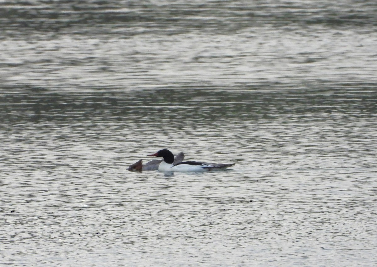 Common Merganser - Serge Benoit