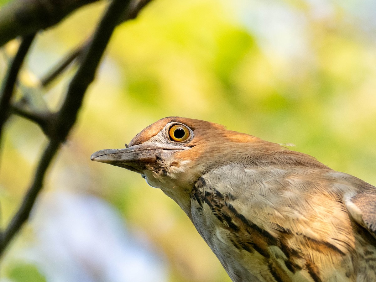 Malayan Night Heron - Rachael Kaiser