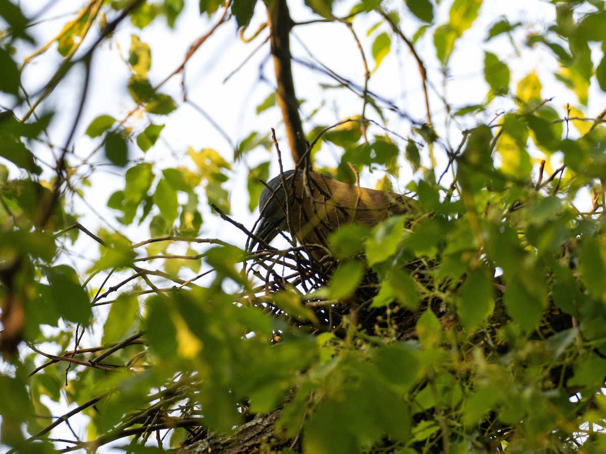 Malayan Night Heron - Rachael Kaiser