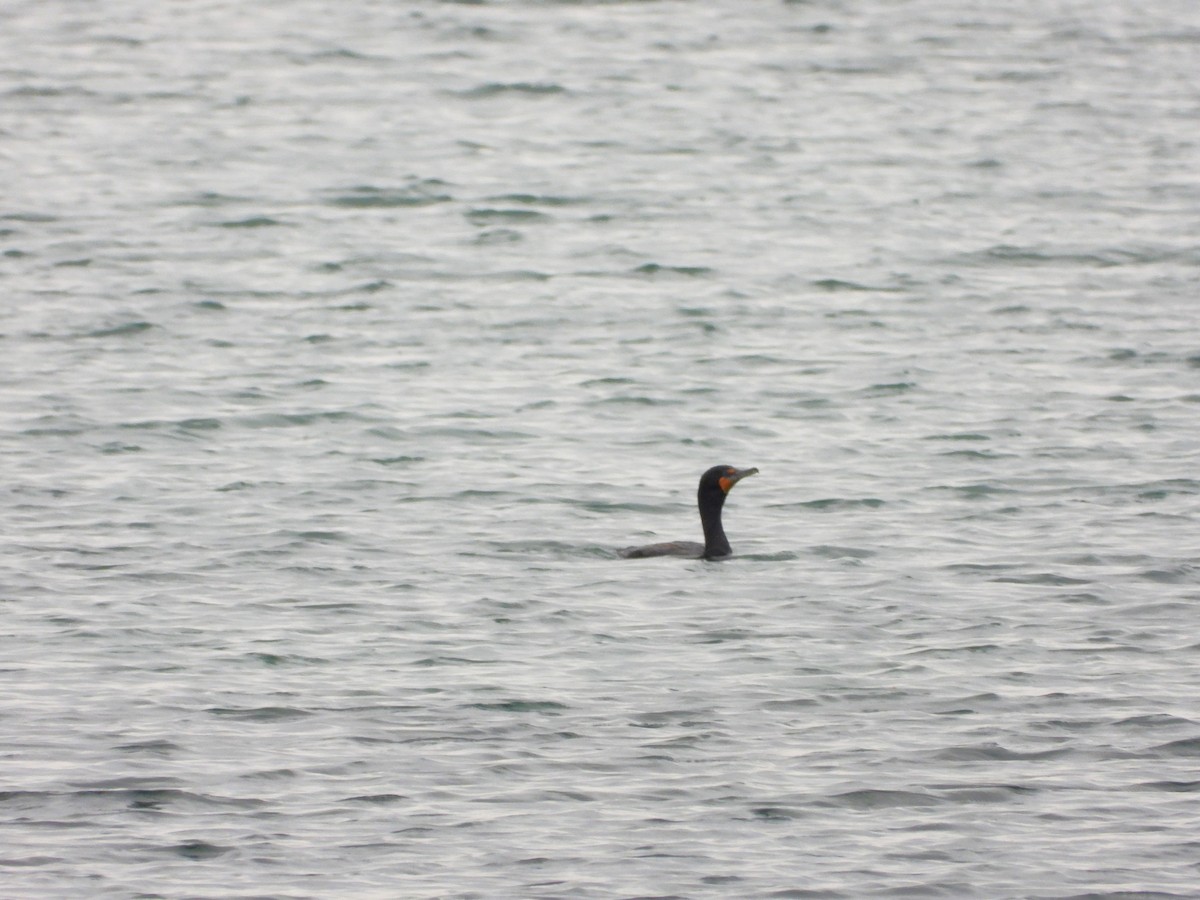 Double-crested Cormorant - Serge Benoit