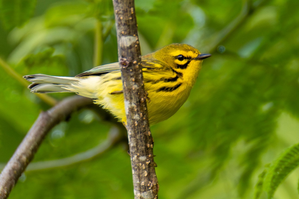 Prairie Warbler - James Davis