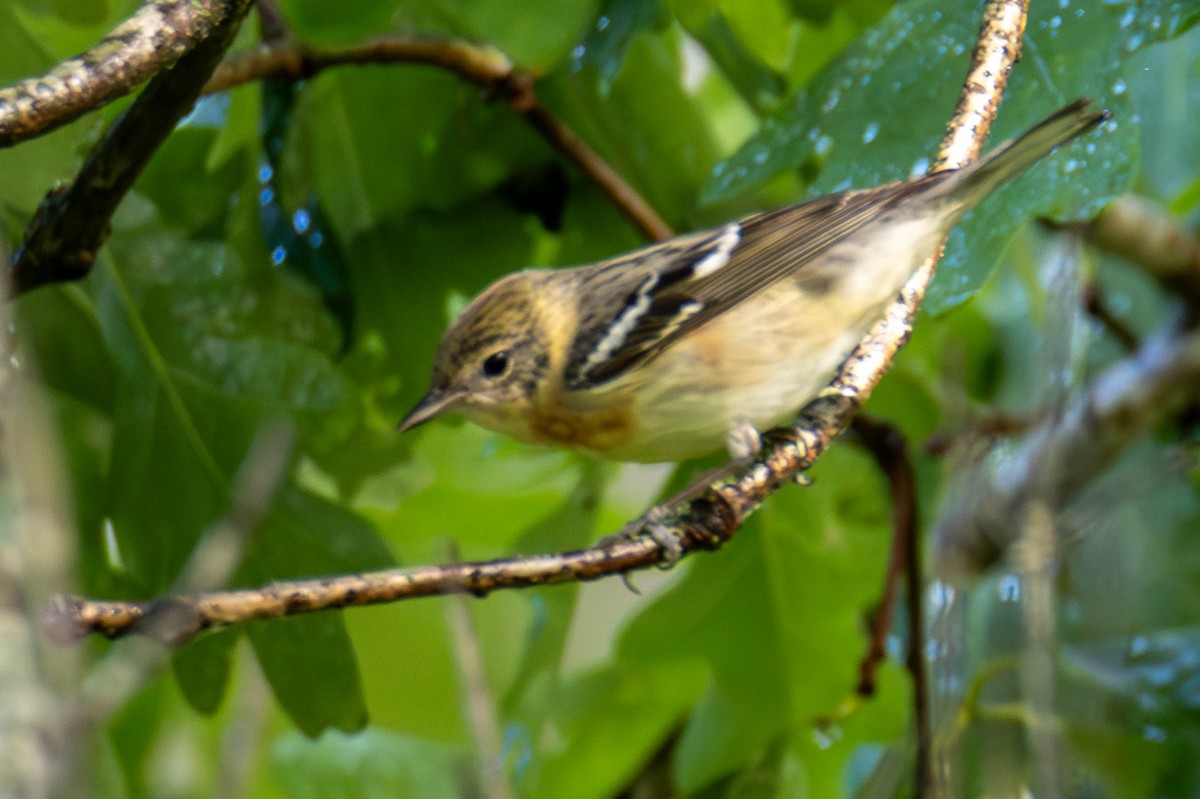 Bay-breasted Warbler - James Davis