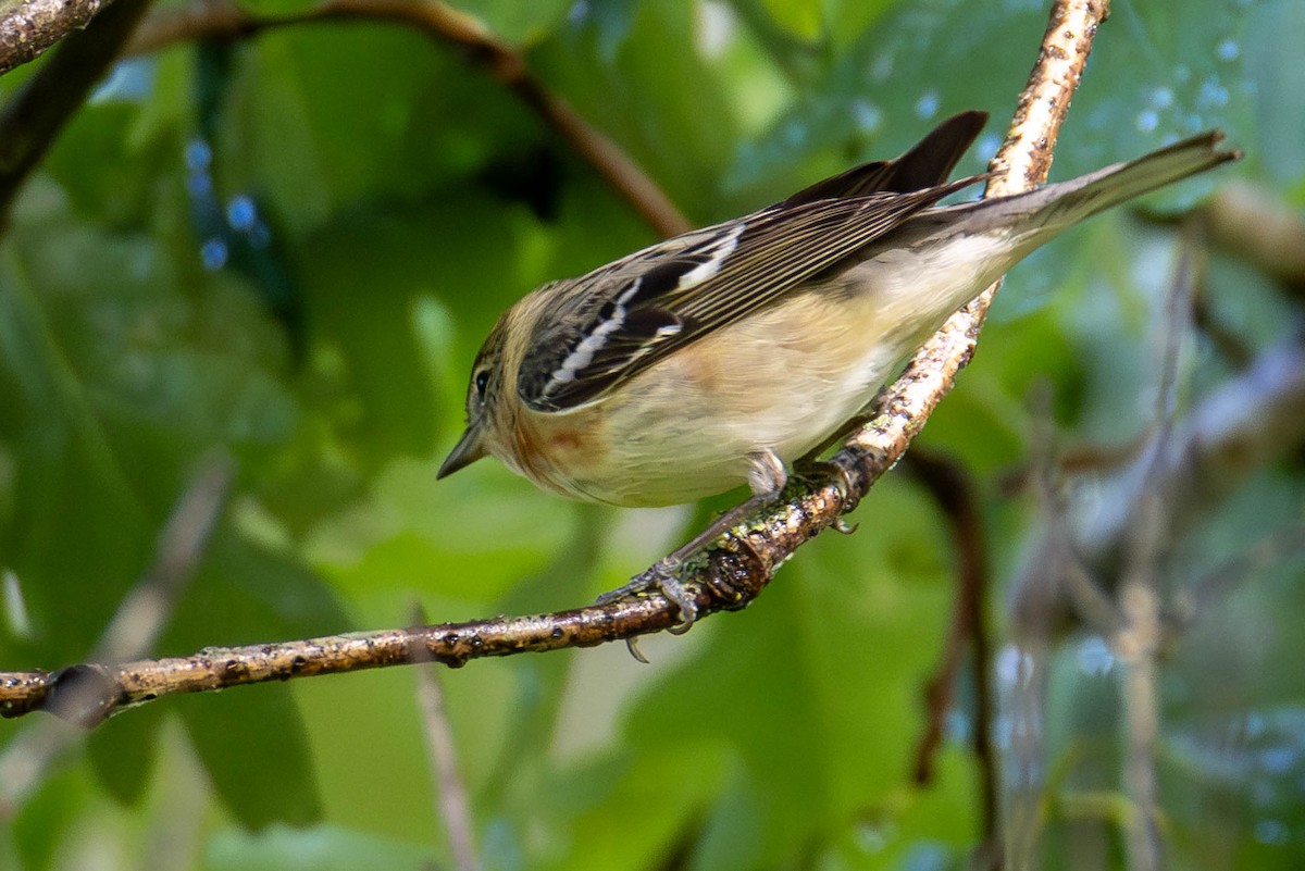 Bay-breasted Warbler - James Davis