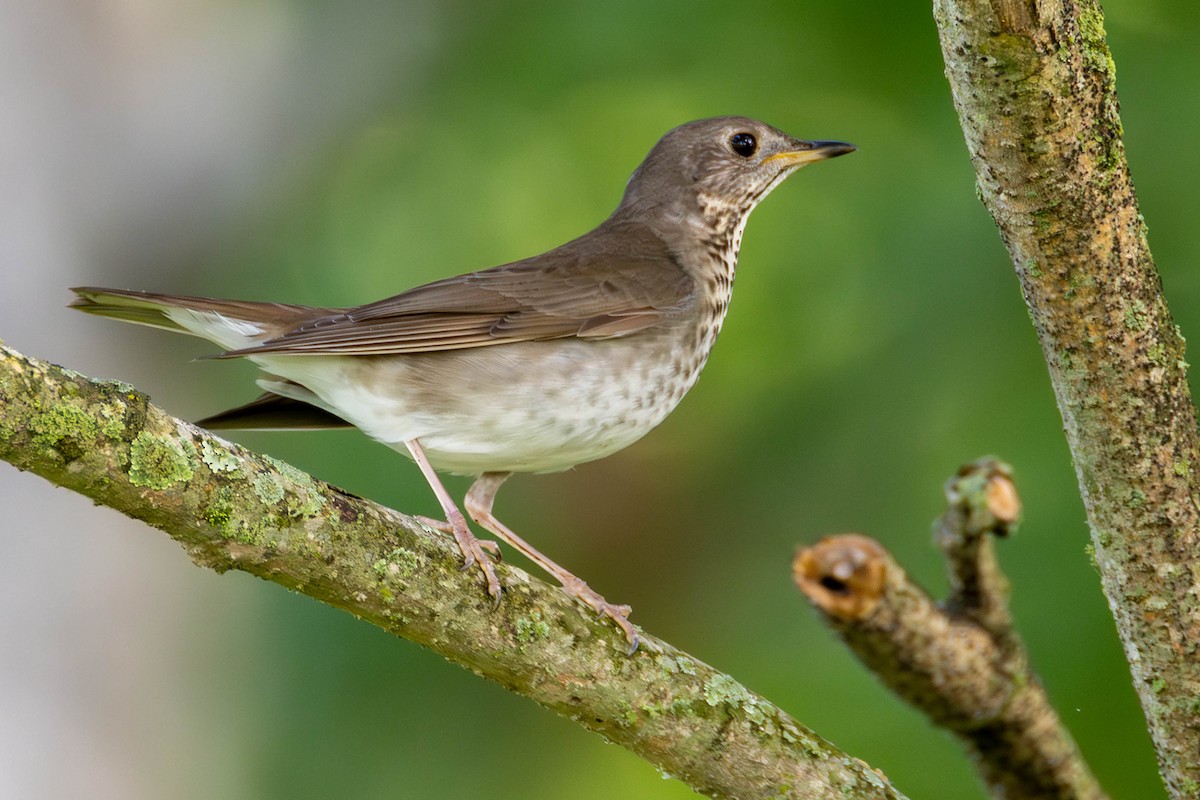 Gray-cheeked Thrush - James Davis