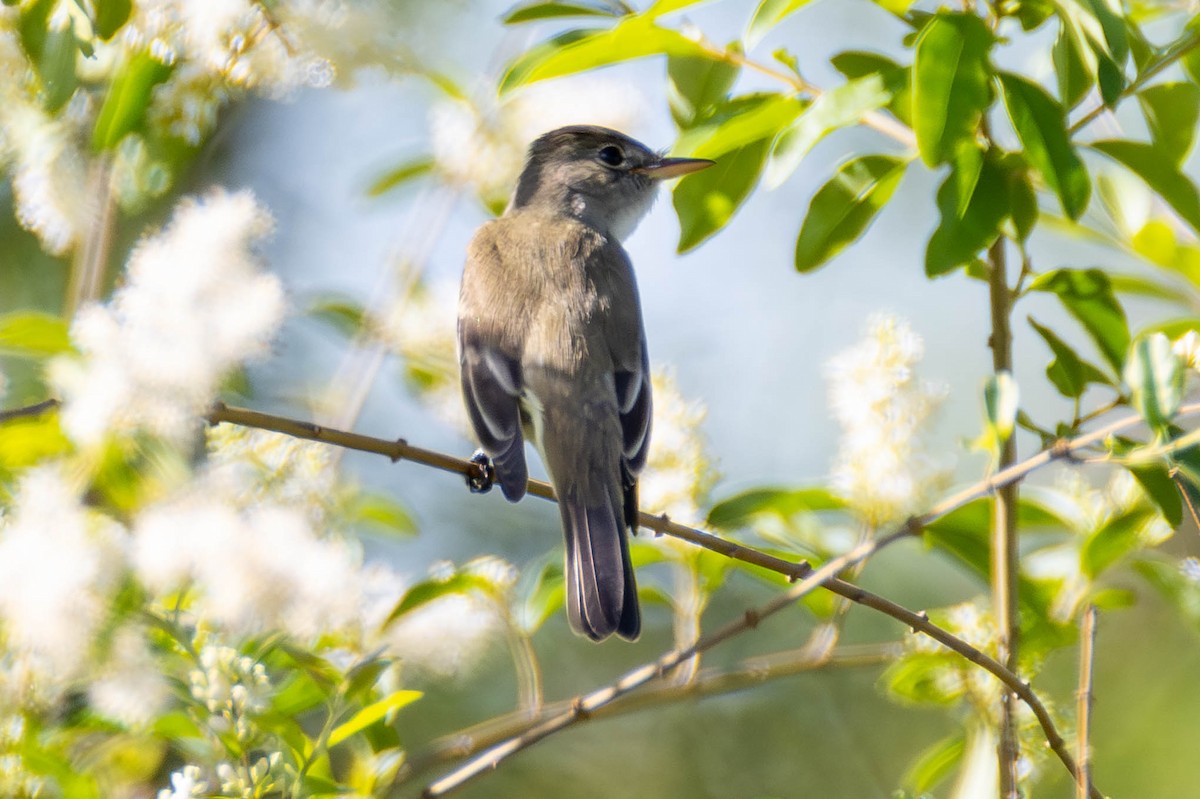 Willow Flycatcher - James Davis