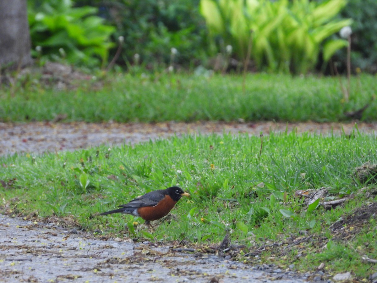 American Robin - Serge Benoit