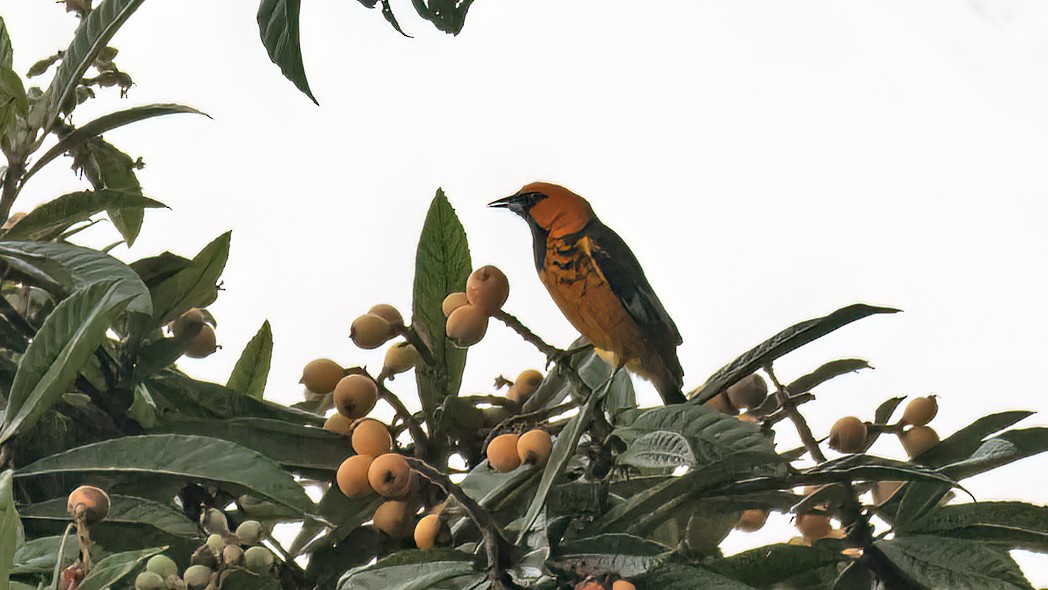 Spot-breasted Oriole - Sandra Wright