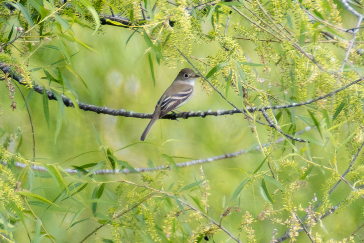 Least Flycatcher - James Davis