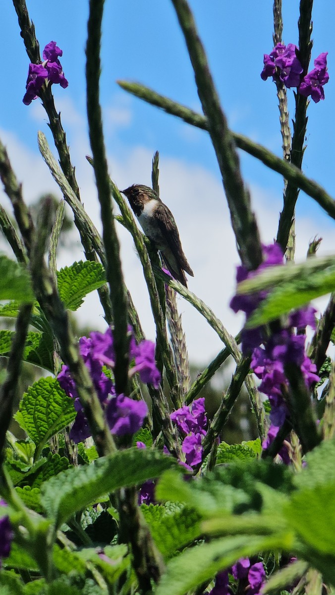 Scintillant Hummingbird - Danny J Alvarado S