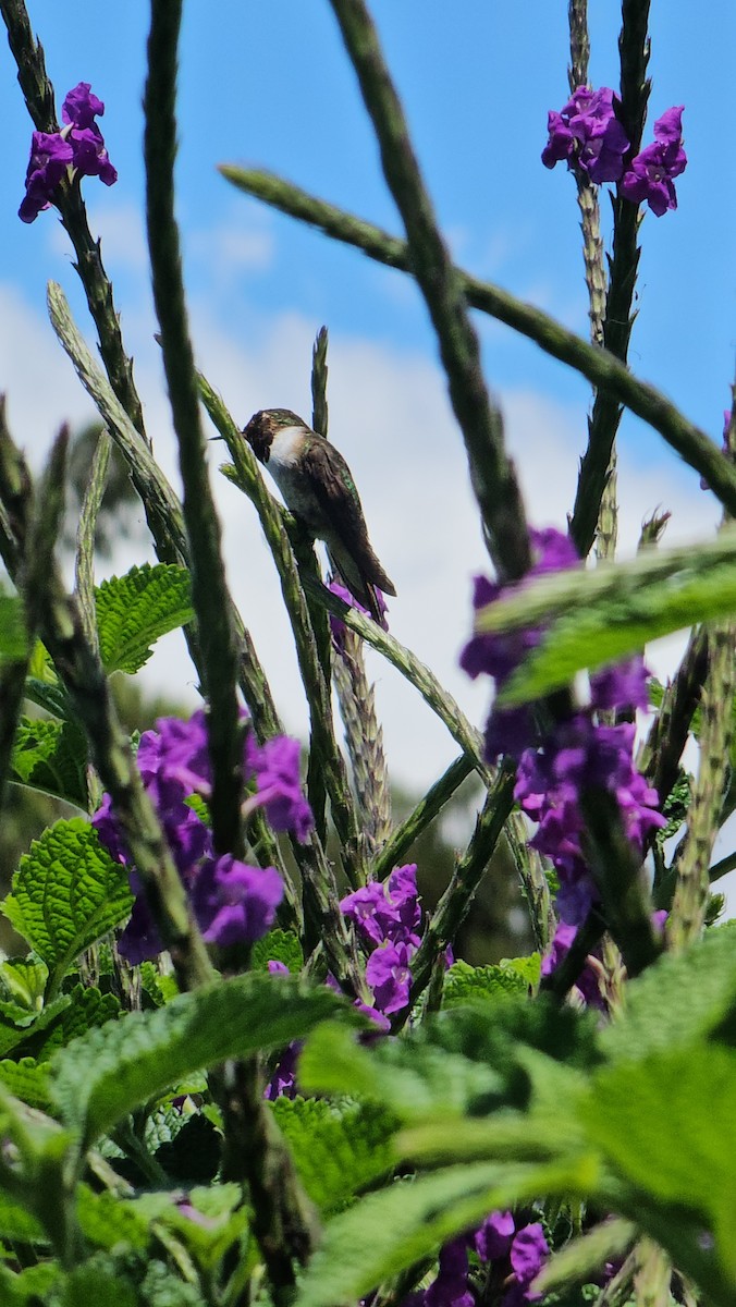 Scintillant Hummingbird - Danny J Alvarado S