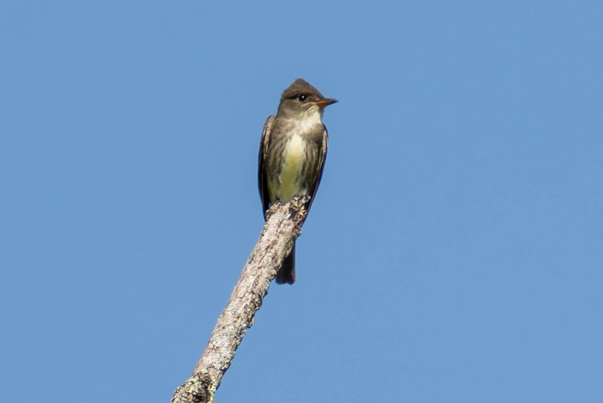 Olive-sided Flycatcher - James Davis