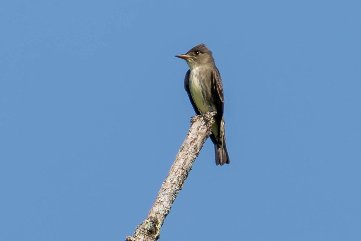 Olive-sided Flycatcher - James Davis