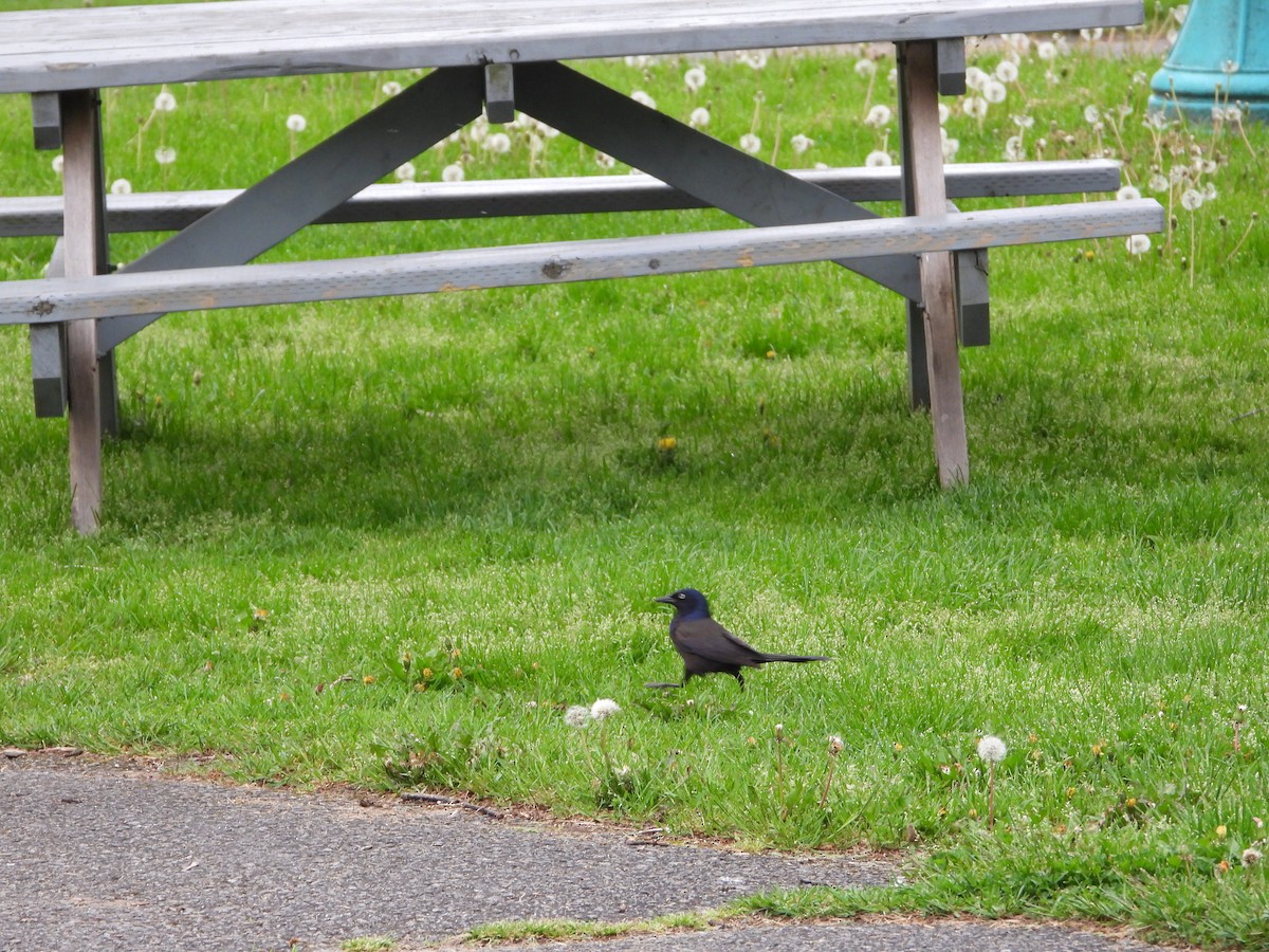 Common Grackle - Serge Benoit