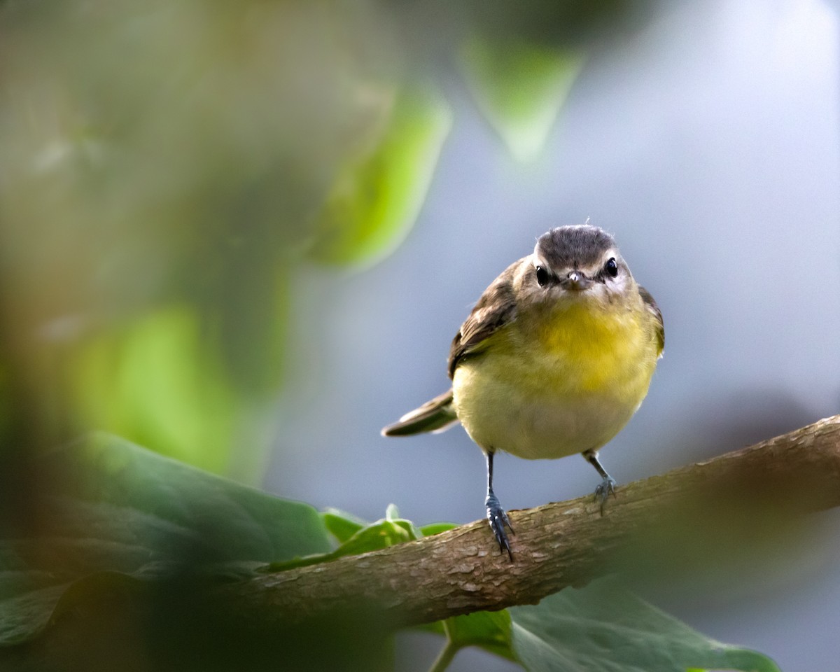 Philadelphia Vireo - ML619305171