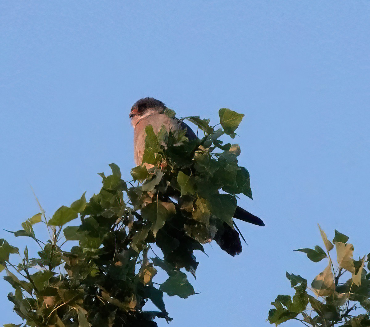 Red-footed Falcon - ML619305172