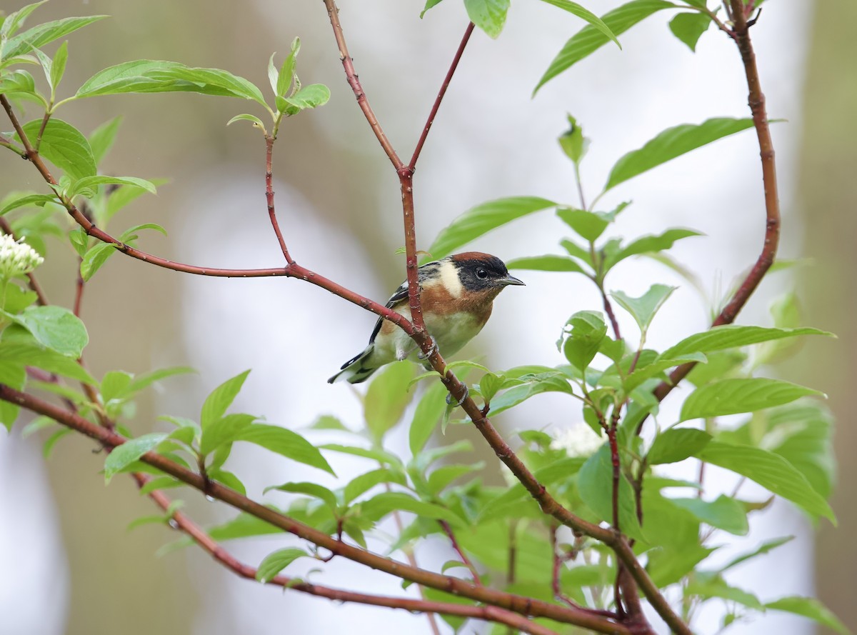 Bay-breasted Warbler - Jeremy Pete