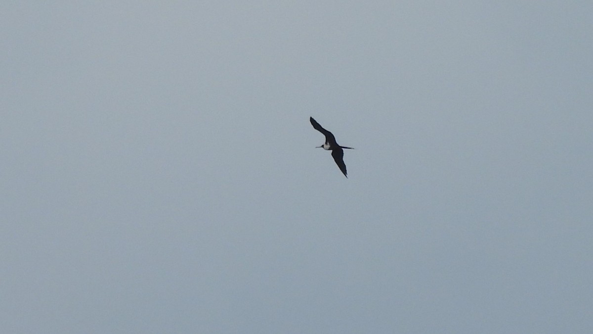 Magnificent Frigatebird - Karen Evans