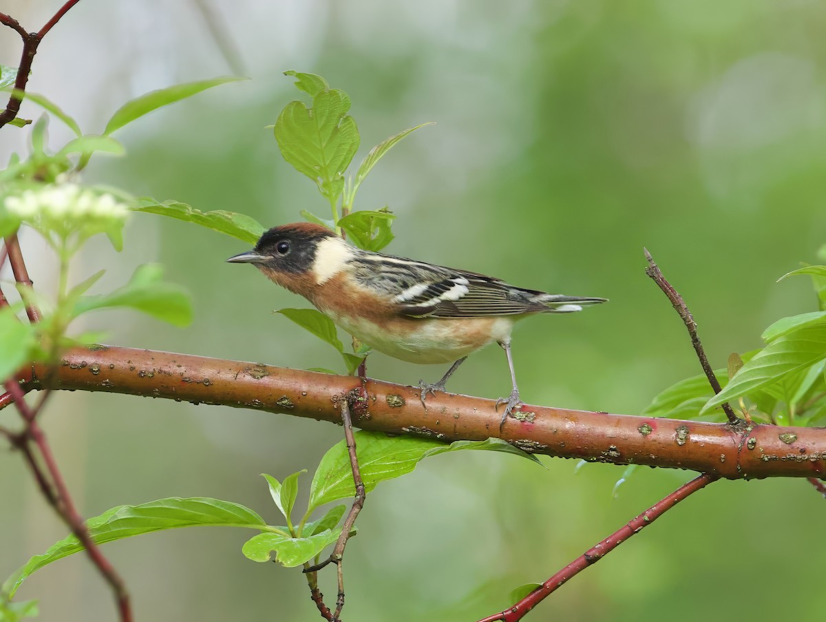 Bay-breasted Warbler - Jeremy Pete