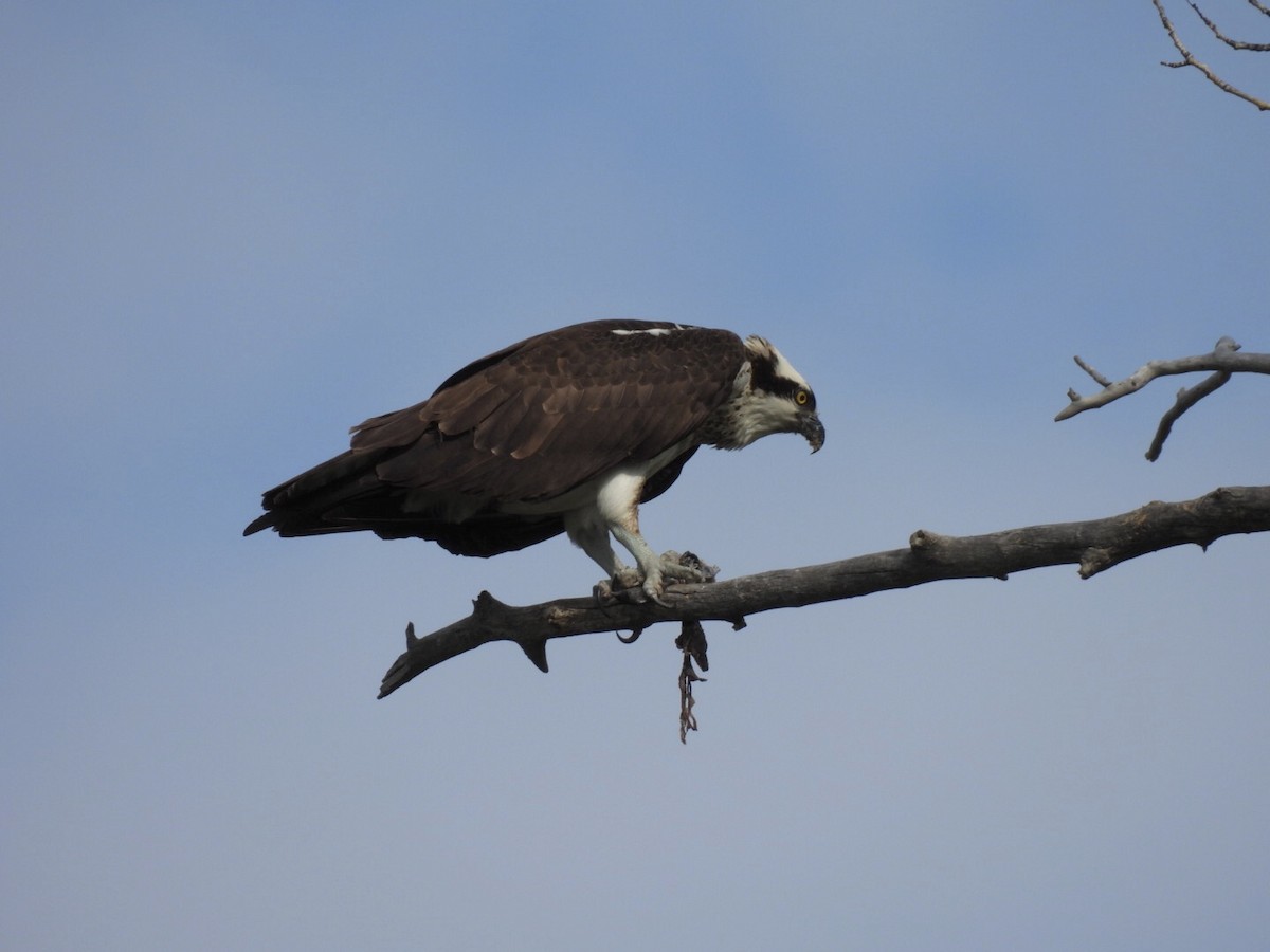 Águila Pescadora - ML619305183