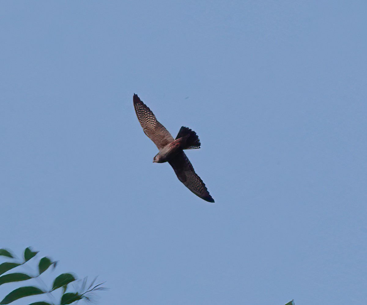 Red-footed Falcon - ML619305189