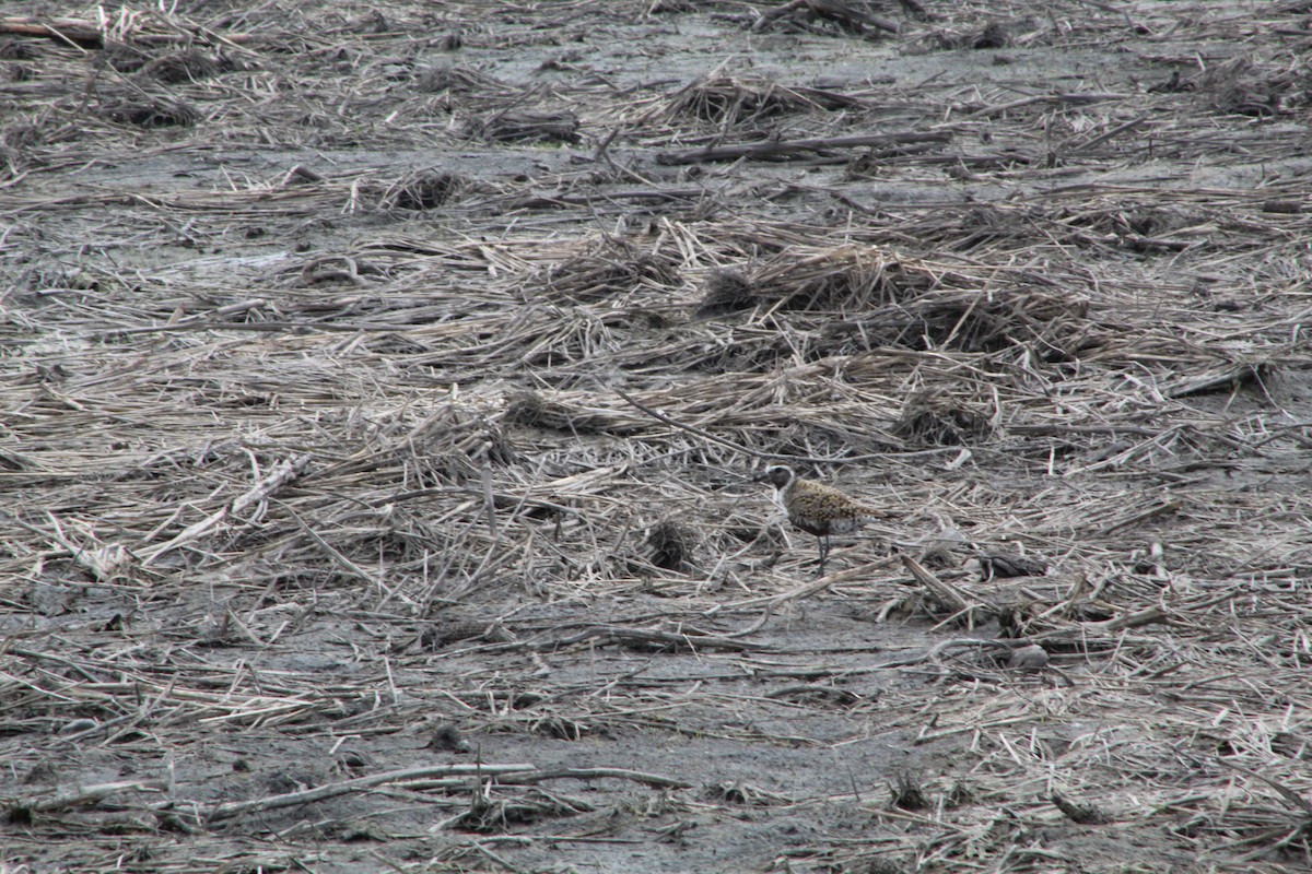 American Golden-Plover - Daniel Edwards