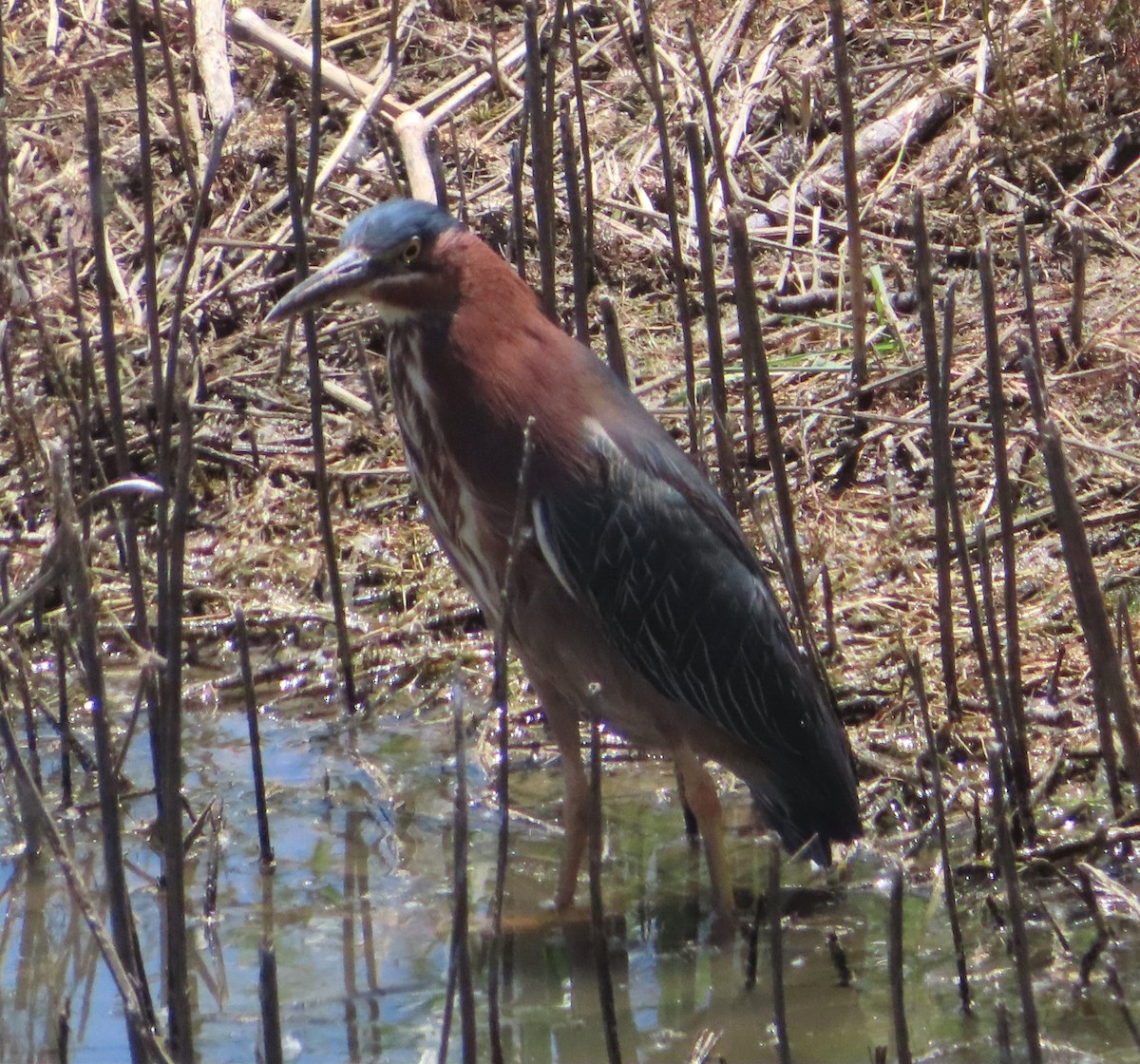 Green Heron - ML619305193