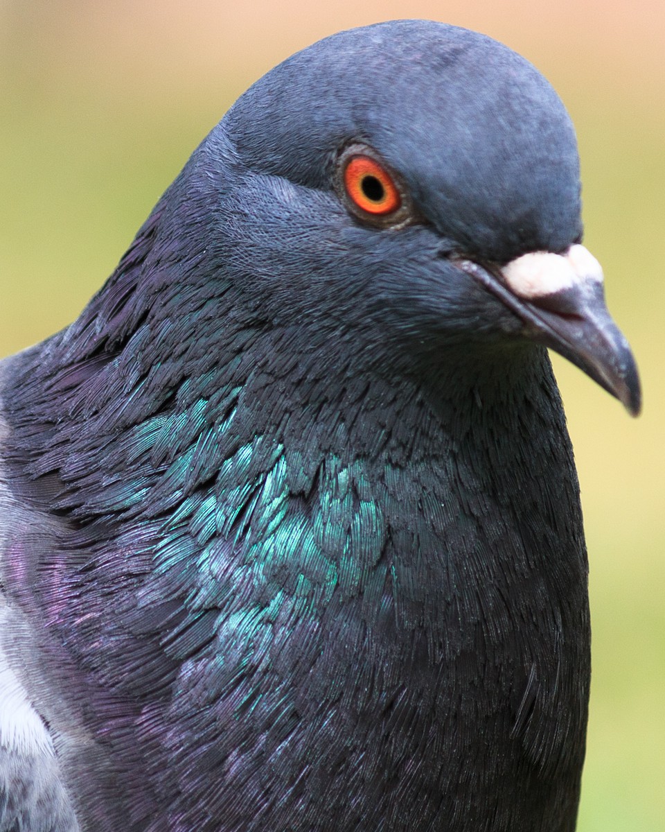 Rock Pigeon (Feral Pigeon) - ML619305213