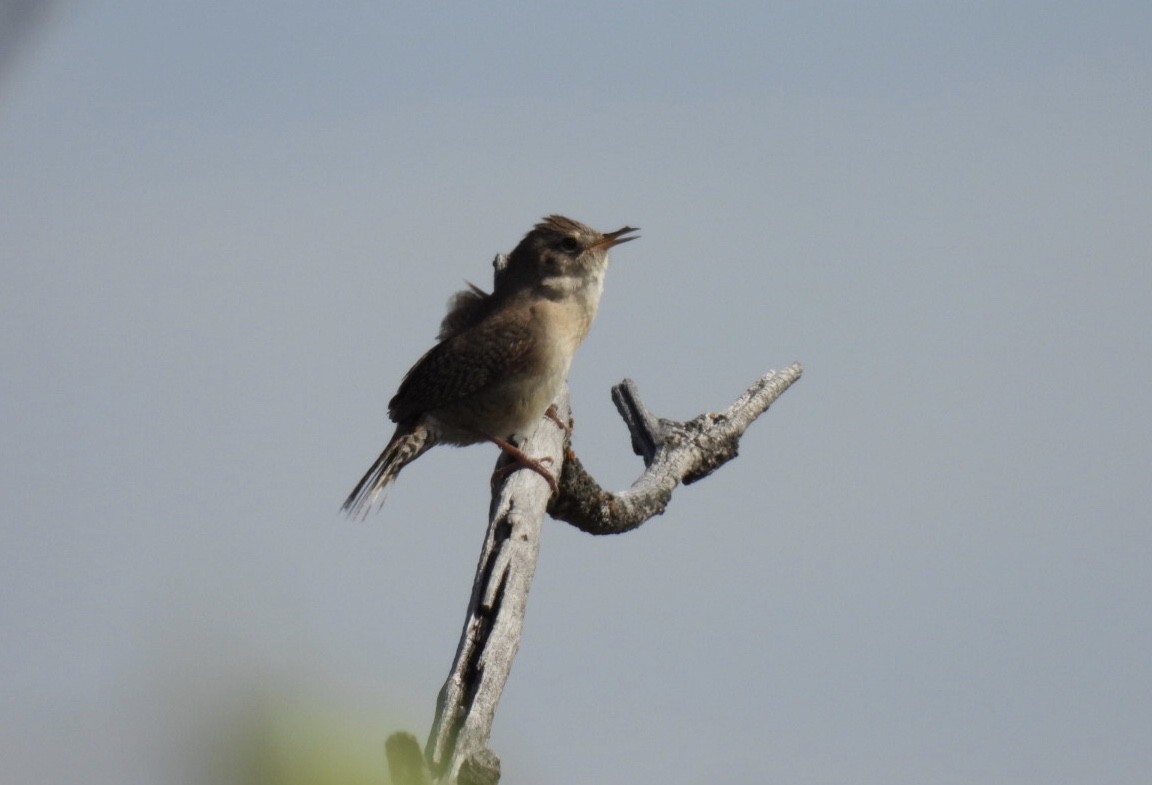 House Wren - ML619305215