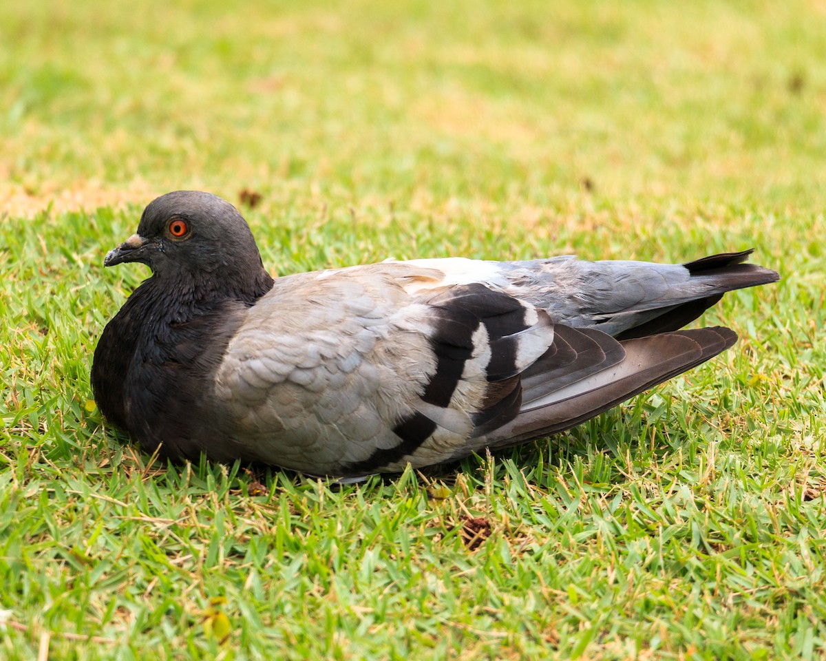 Rock Pigeon (Feral Pigeon) - ML619305216