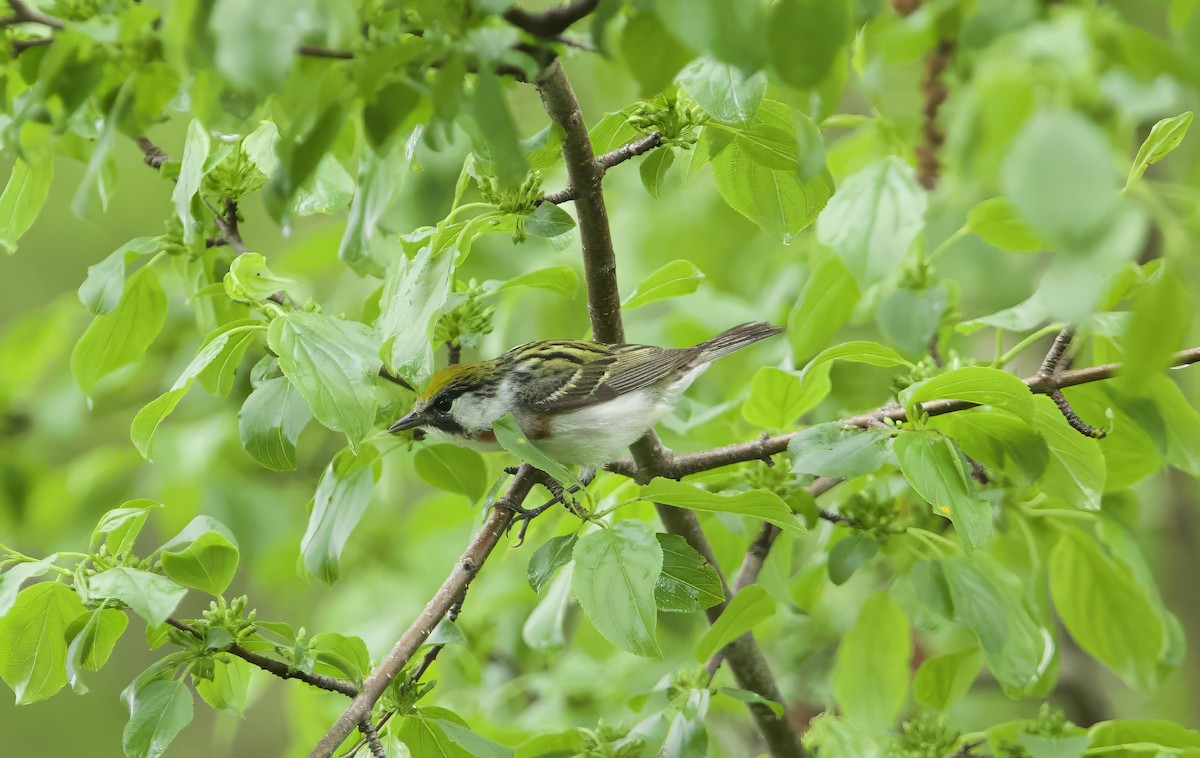 Chestnut-sided Warbler - ML619305218