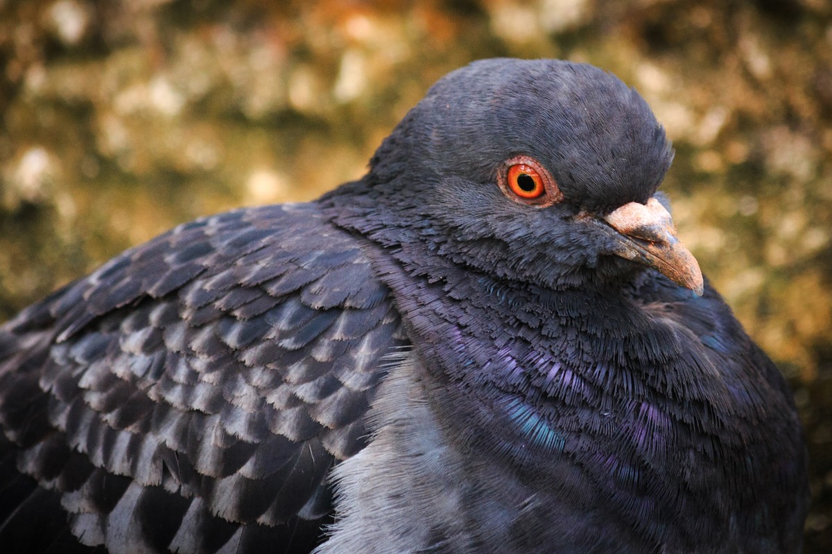 Rock Pigeon (Feral Pigeon) - ML619305223