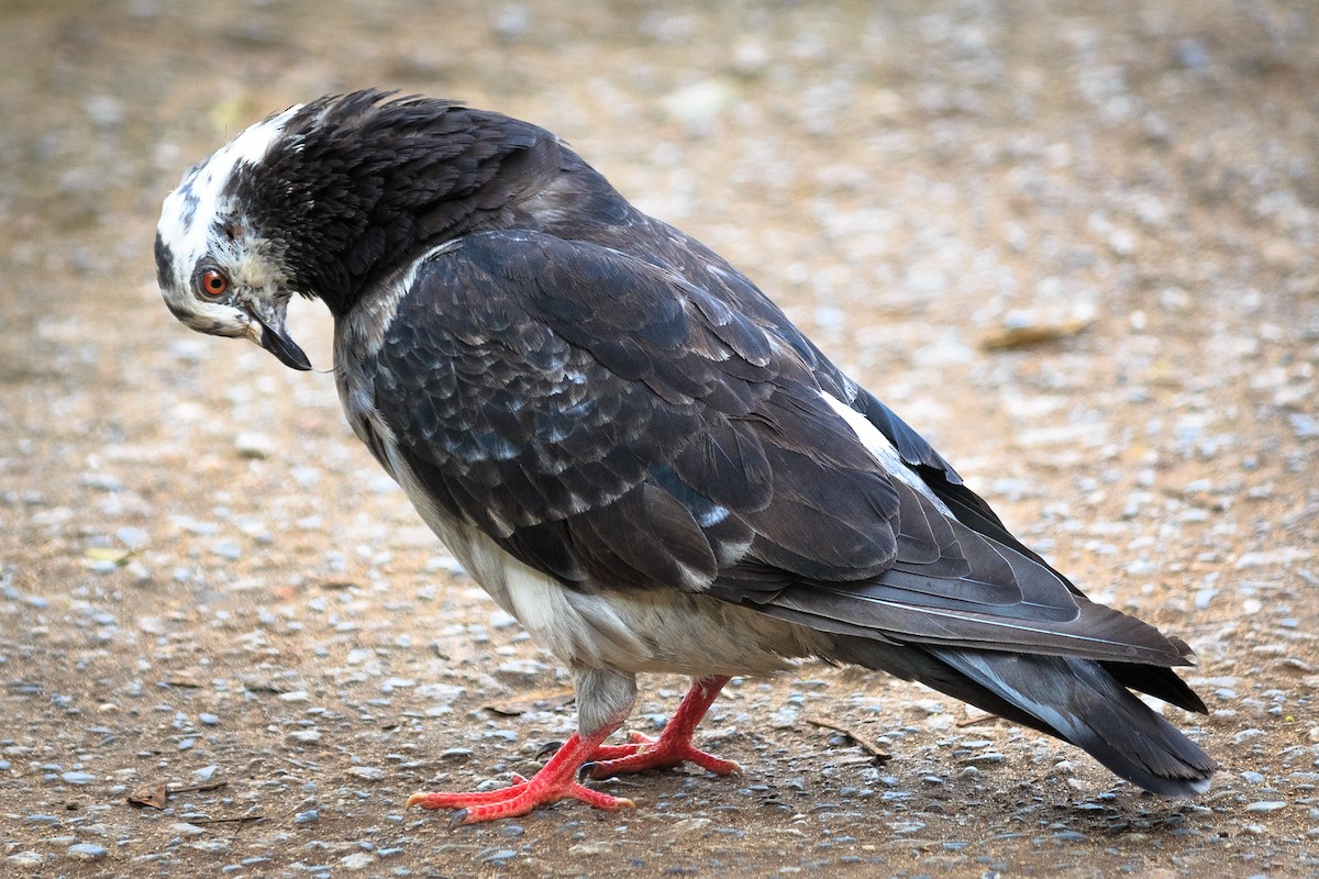 Rock Pigeon (Feral Pigeon) - ML619305225