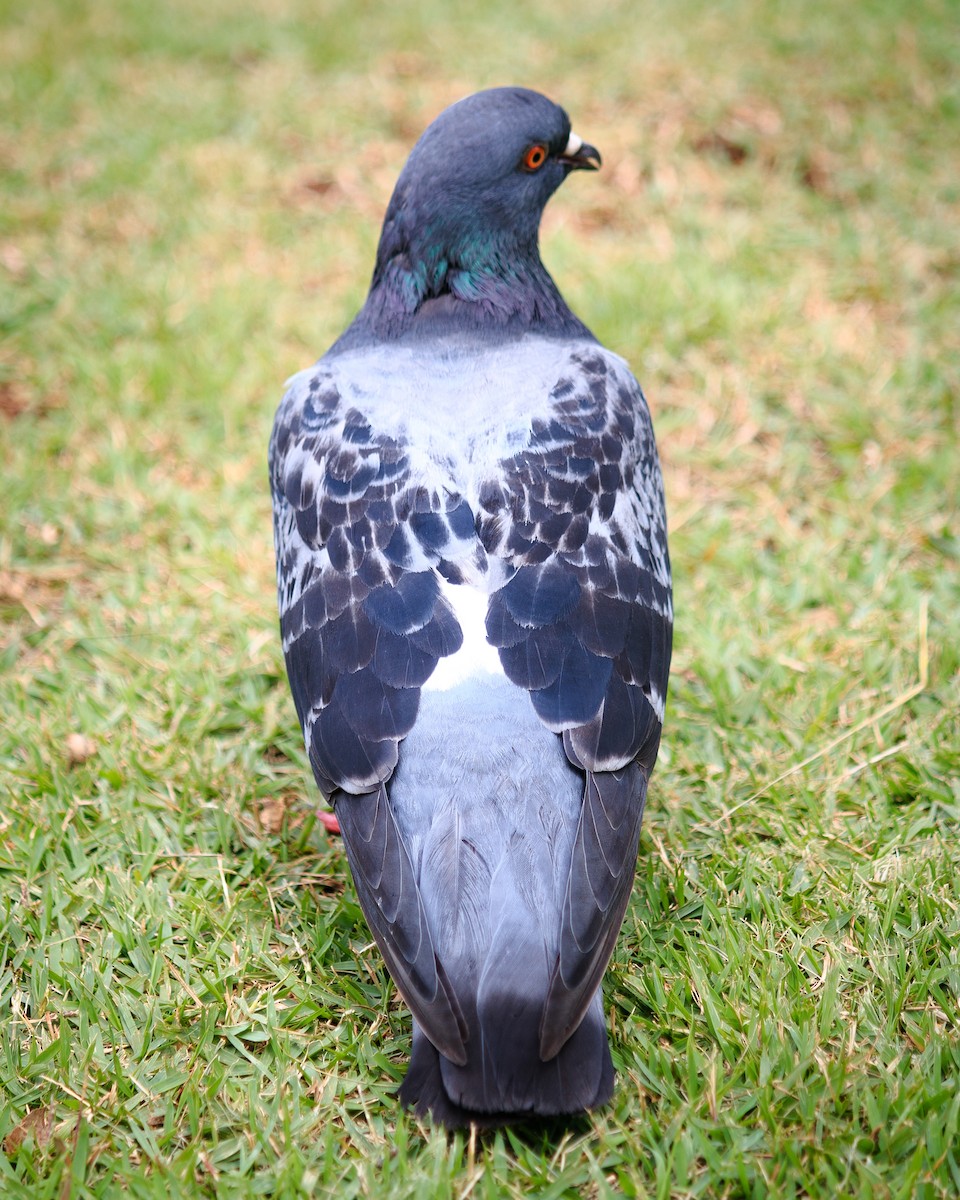 Rock Pigeon (Feral Pigeon) - ML619305226