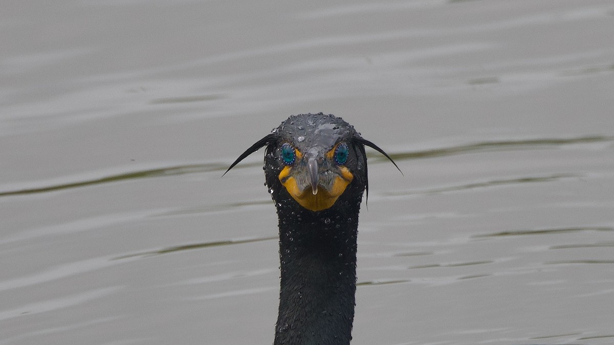 Double-crested Cormorant - ML619305228