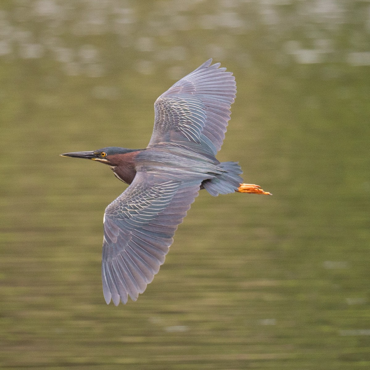 Green Heron - Liling Warren