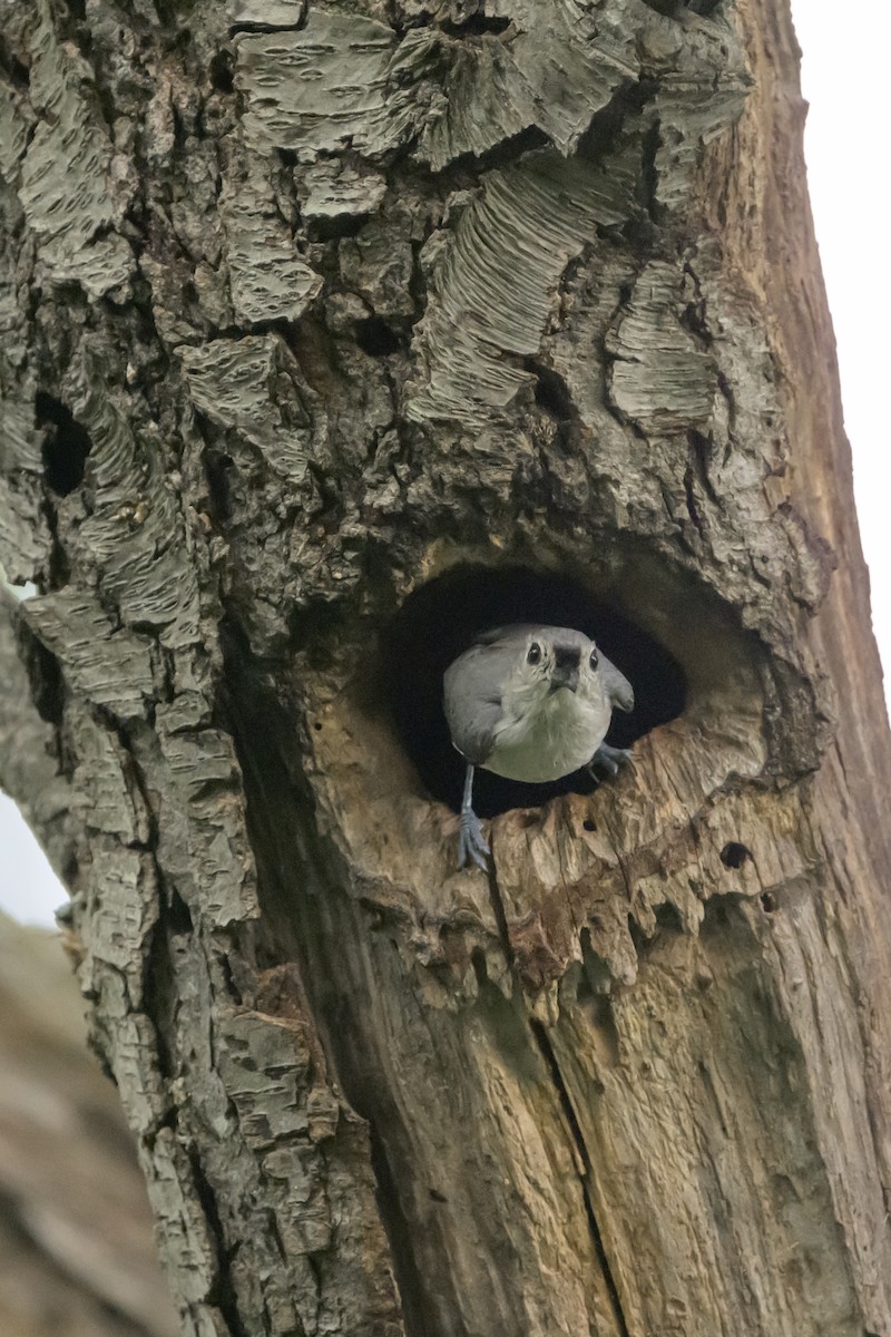 Tufted Titmouse - Debra Carman