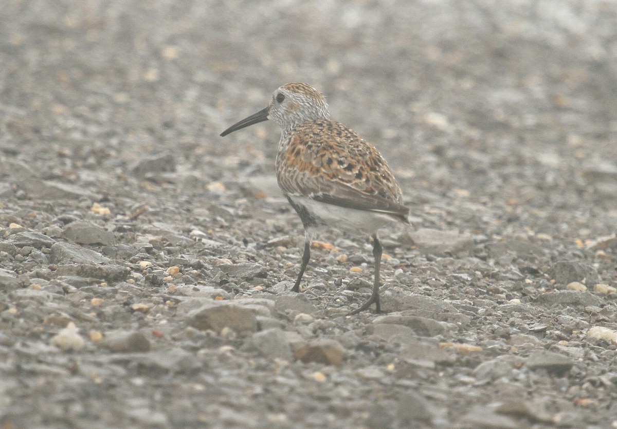 Dunlin - ML619305285