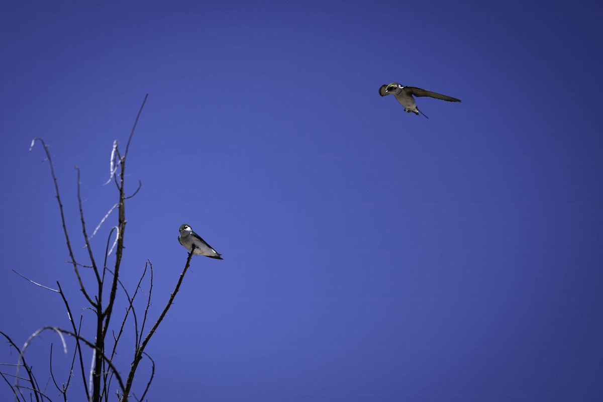 Tree Swallow - Michelle Wheatcraft