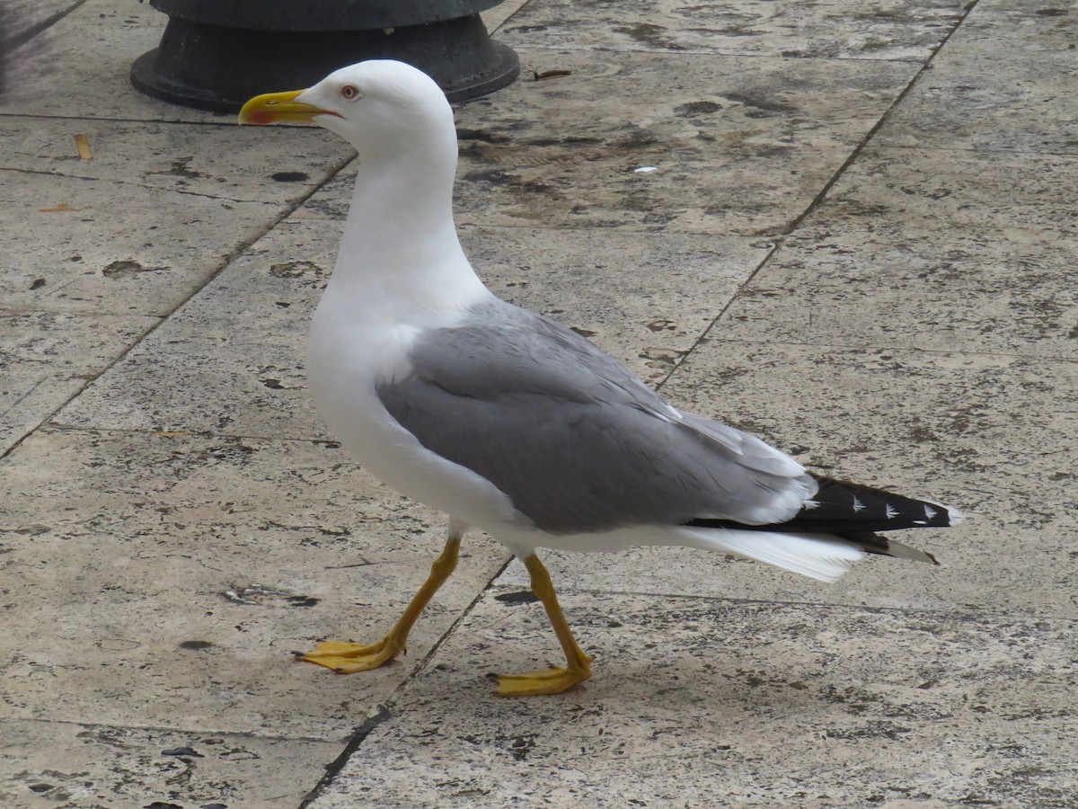 Yellow-legged Gull (michahellis) - ML619305294
