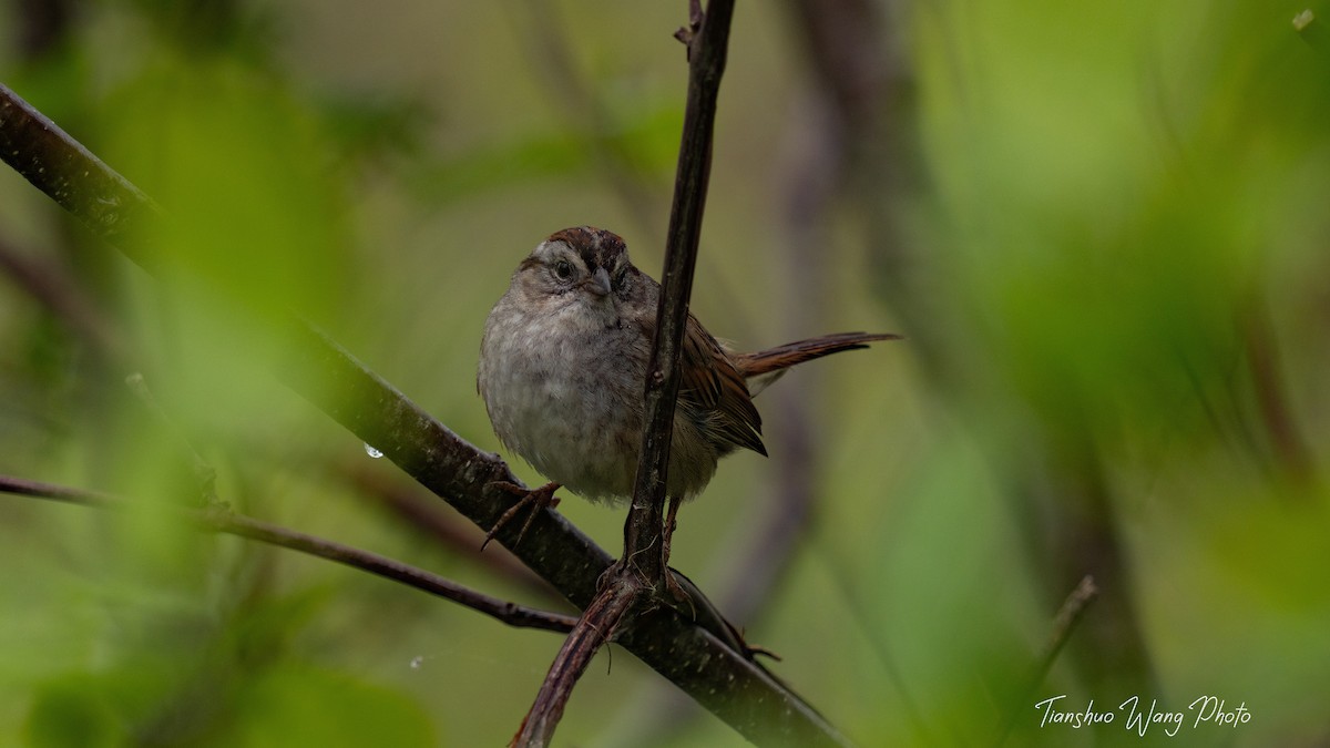 Swamp Sparrow - Tianshuo Wang