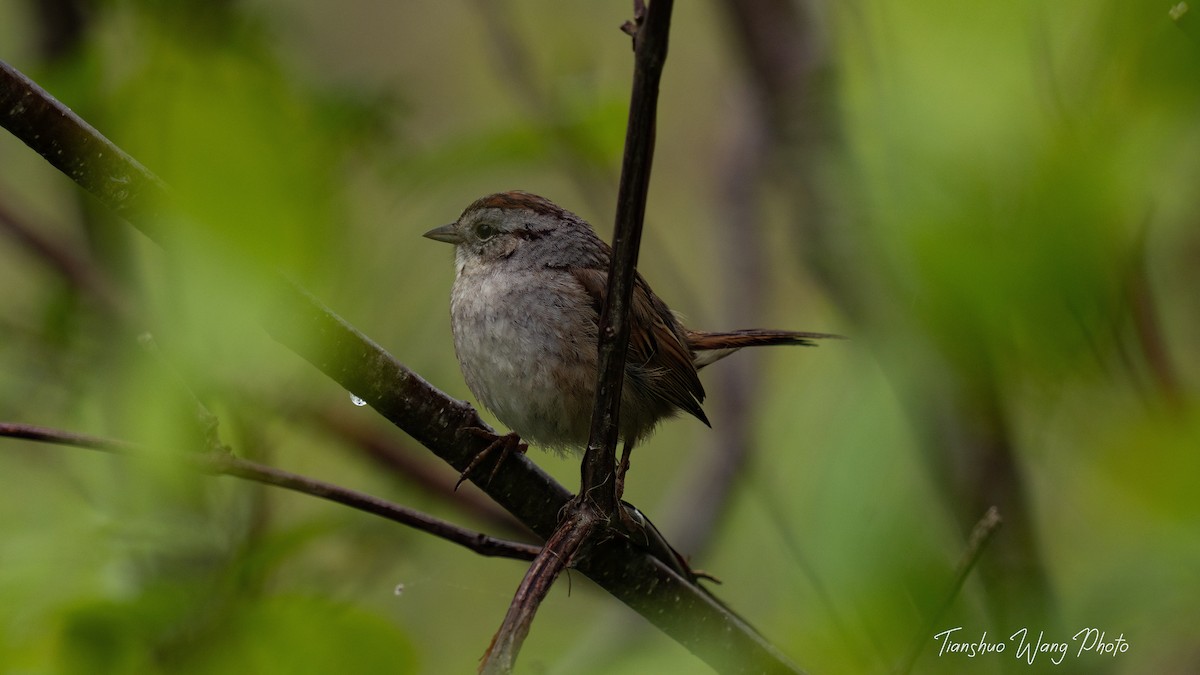 Swamp Sparrow - Tianshuo Wang