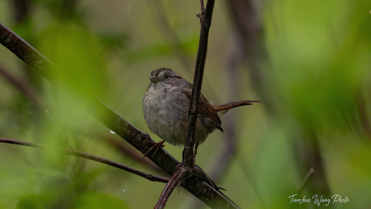 Swamp Sparrow - Tianshuo Wang