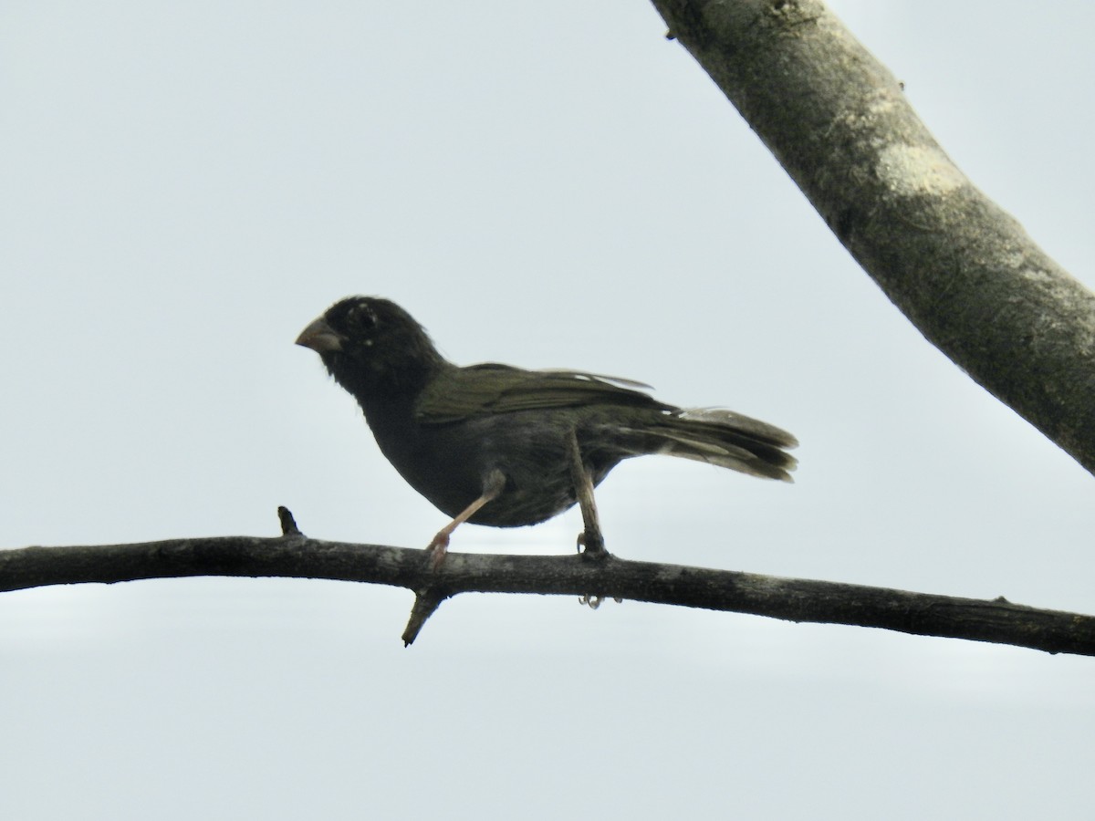 Black-faced Grassquit - Paula Peña-Amaya