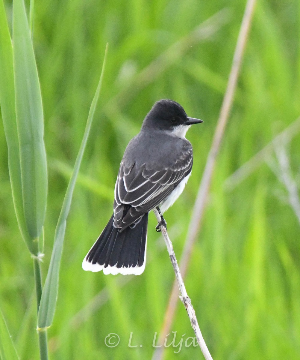 Eastern Kingbird - Lorri Lilja